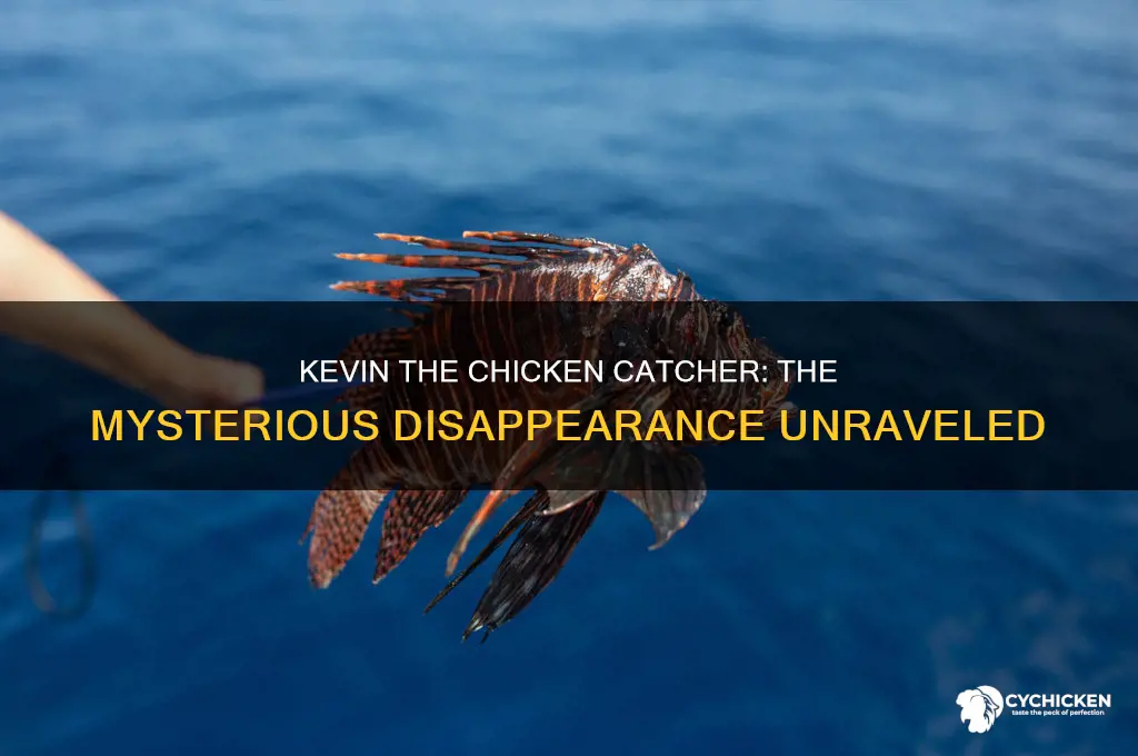what happened to kevin the chicken catcher