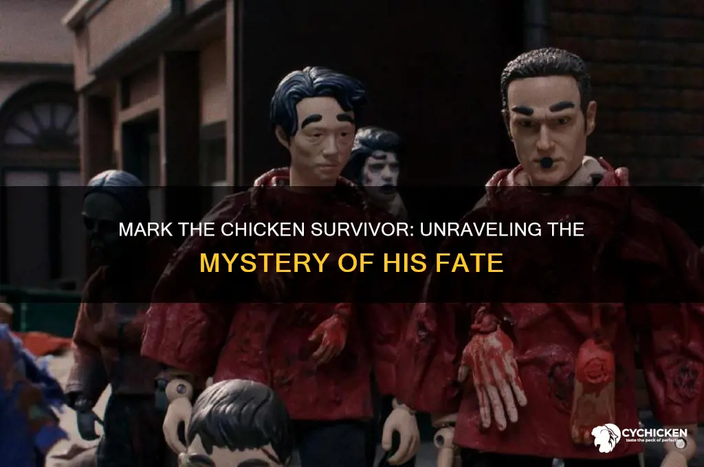 what happened to mark the chicken survivor