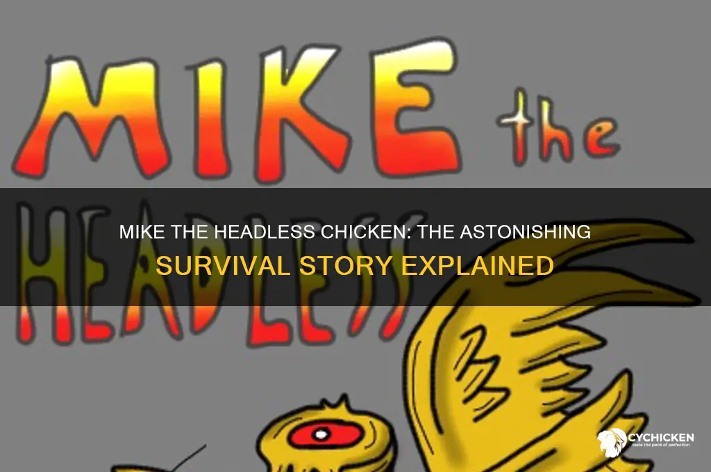 what happened to mike the headless chicken