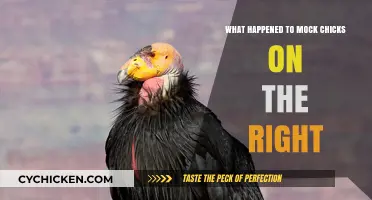 Mock Chicks on the Right: Their Sudden Disappearance Explained