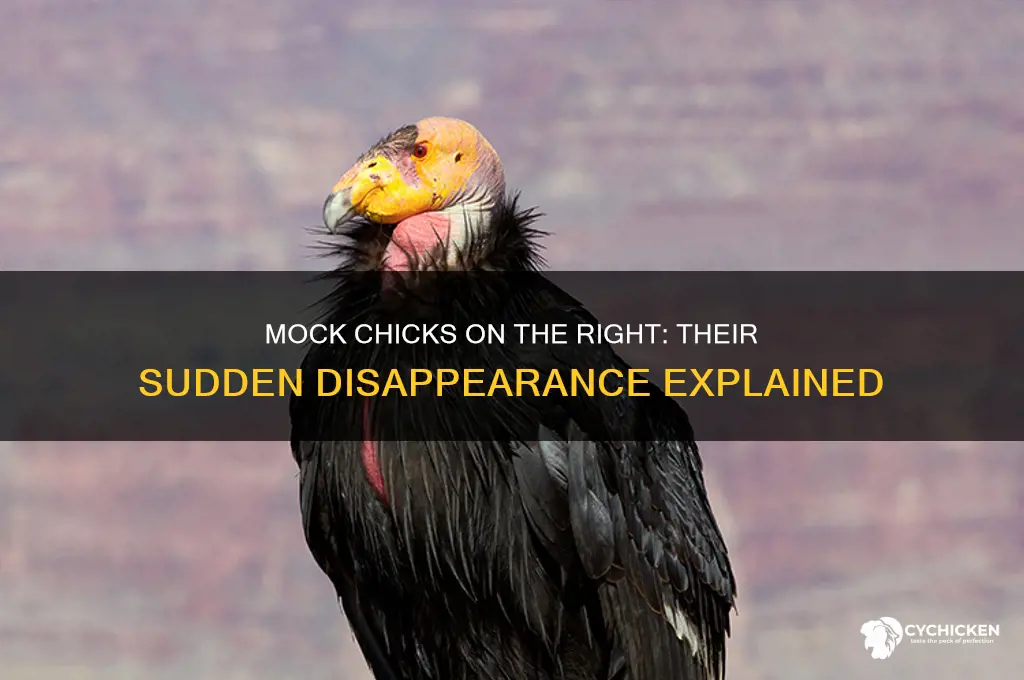 what happened to mock chicks on the right