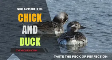 The Mysterious Disappearance of the Chick and Duck: Unraveling the Tale