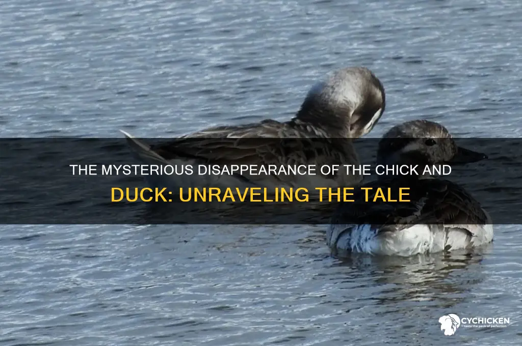 what happened to the chick and duck