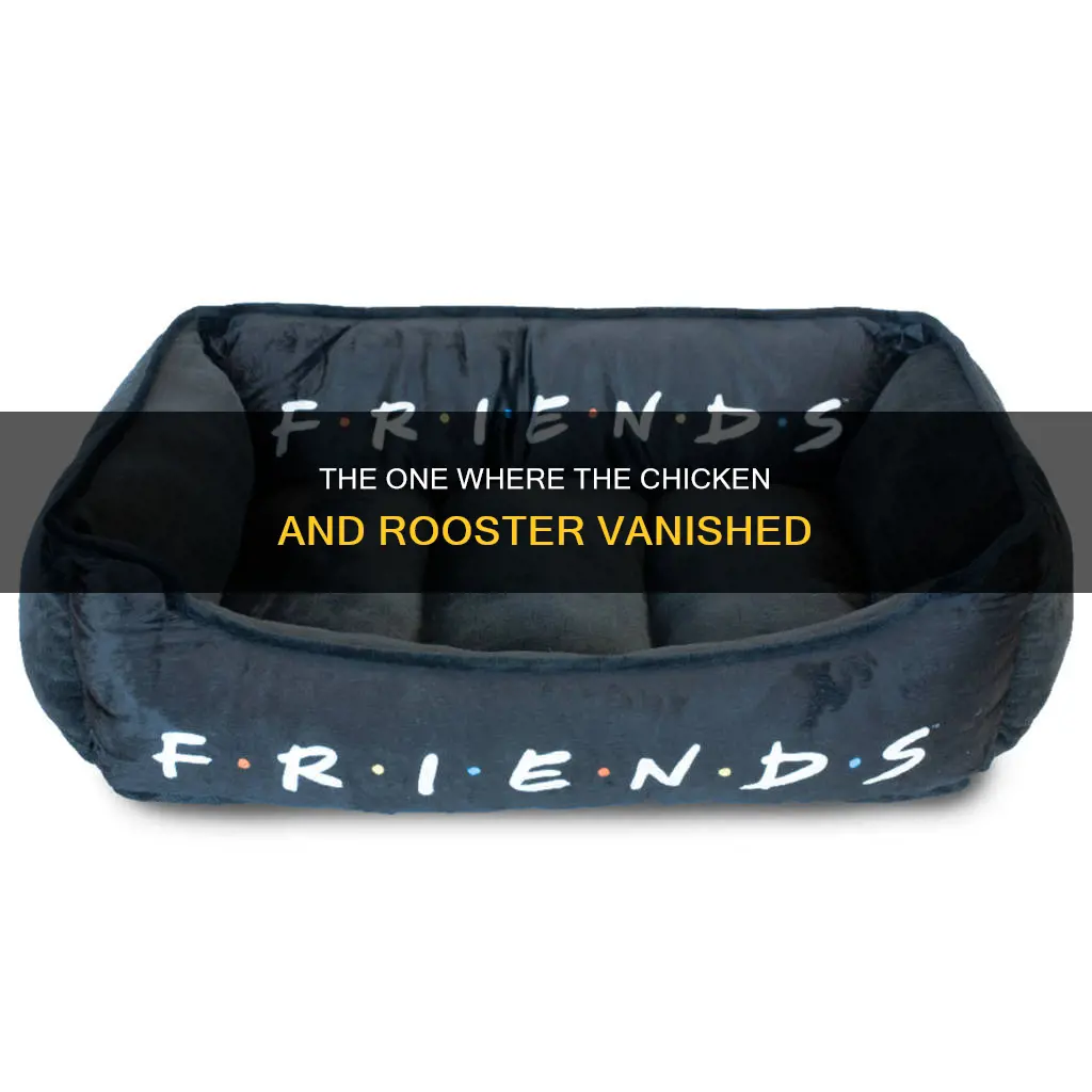 what happened to the chicken and rooster on friends