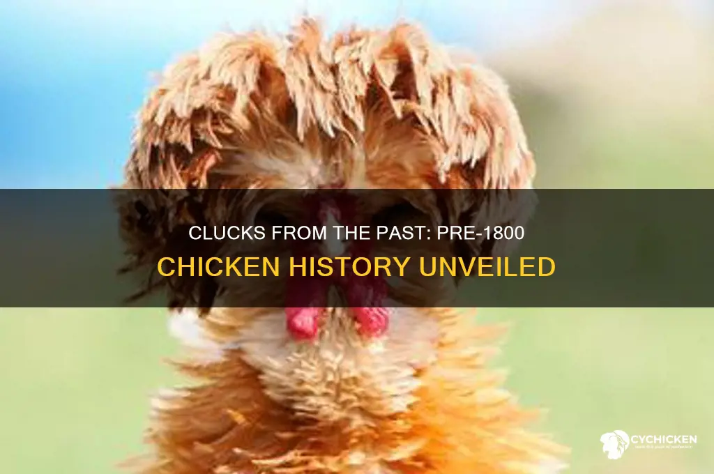 what happened to the chicken before 1800