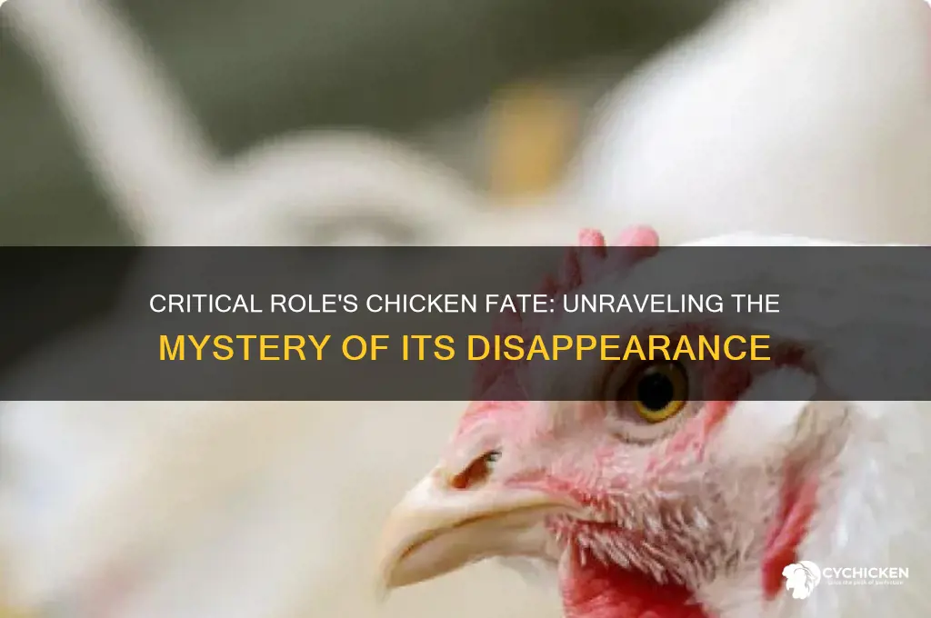 what happened to the chicken in critical role
