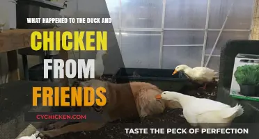 The One With the Duck and Chicken: Where Are They Now?