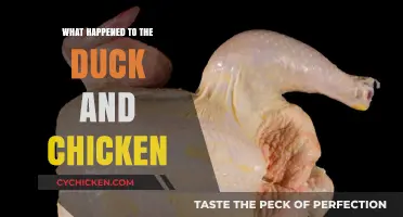 The Mysterious Disappearance of the Duck and Chicken: What Happened?