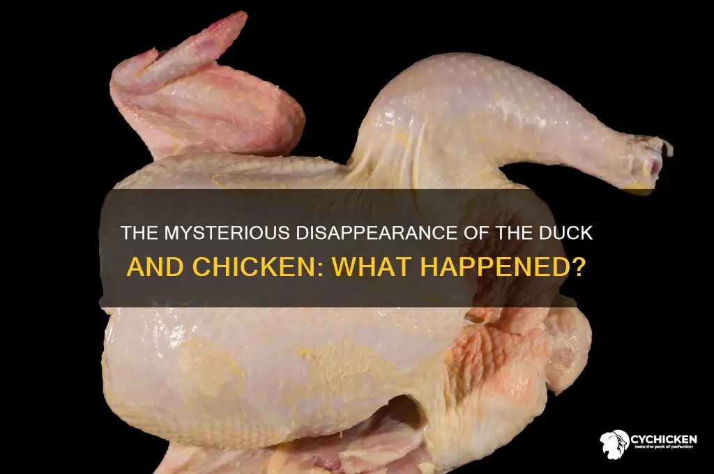 what happened to the duck and chicken