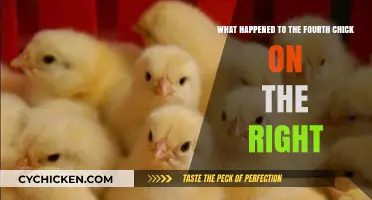 Fourth Chick's Fate: What Happened to Her?