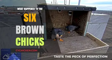 The Mysterious Disappearance of the Six Brown Chicks Explored