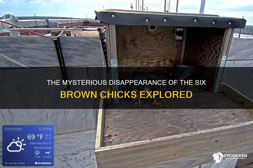 what happened to the six brown chicks