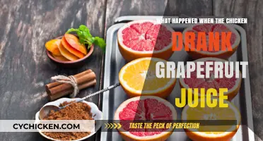 Chicken's Surprising Reaction to Grapefruit Juice: A Curious Experiment