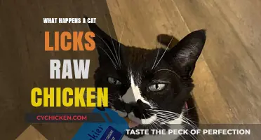 Cat Licks Raw Chicken: Risks, Reactions, and What to Do