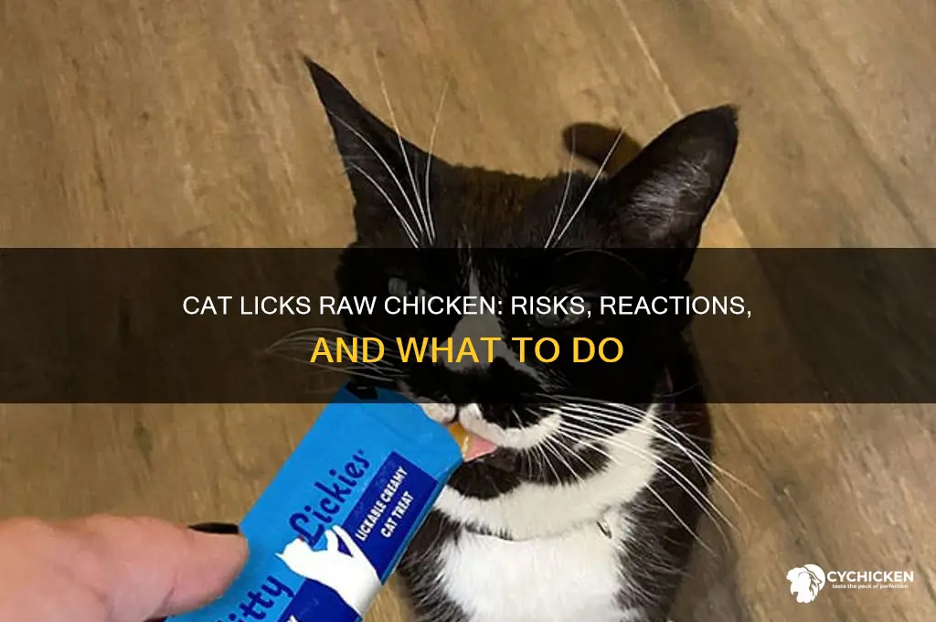 what happens a cat licks raw chicken