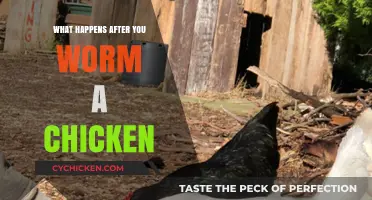 Post-Worming Chicken Care: What to Expect and How to Help
