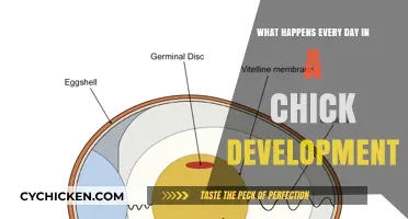 Daily Miracles: Unveiling the Fascinating Chick Development Process