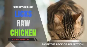 Cat Licks Raw Chicken: Risks, Symptoms, and Prevention Tips
