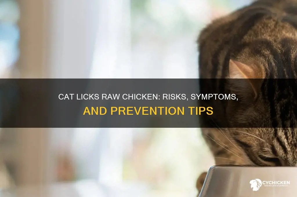 what happens if a cat licks raw chicken