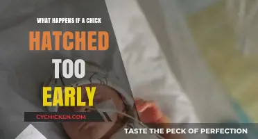 Early Hatching: Challenges and Care for Premature Chicks