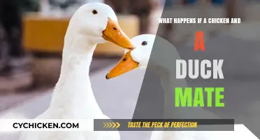 Hybrid Duck-Chicken Mating: What's Possible?