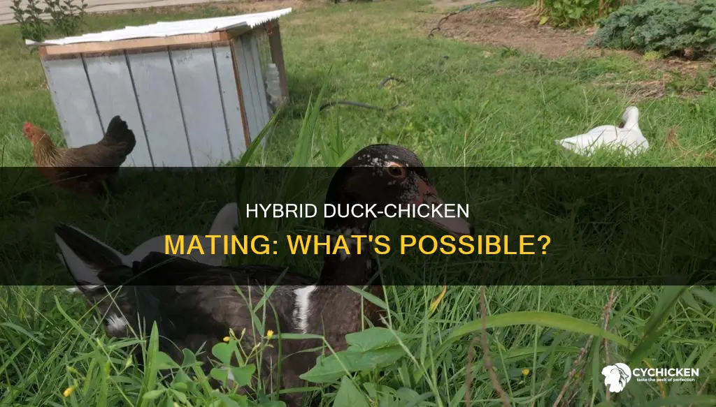 what happens if a chicken and a duck mate