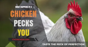 Chicken Peck Pain: Understanding Risks and Reactions to Pecks