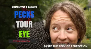 Chicken Peck Eye Injury: Risks, Symptoms, and Immediate First Aid Steps
