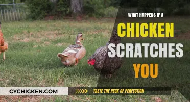 Chicken Scratches: Understanding Risks, Symptoms, and Treatment for Poultry Injuries