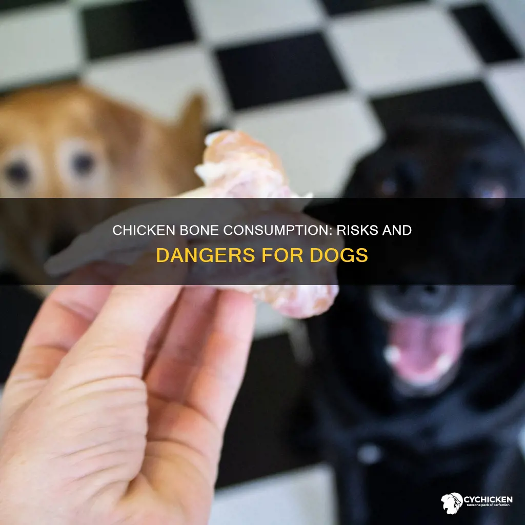 what happens if a dog ate a chicken bone