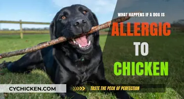 Understanding Chicken Allergies in Dogs: Symptoms and Solutions
