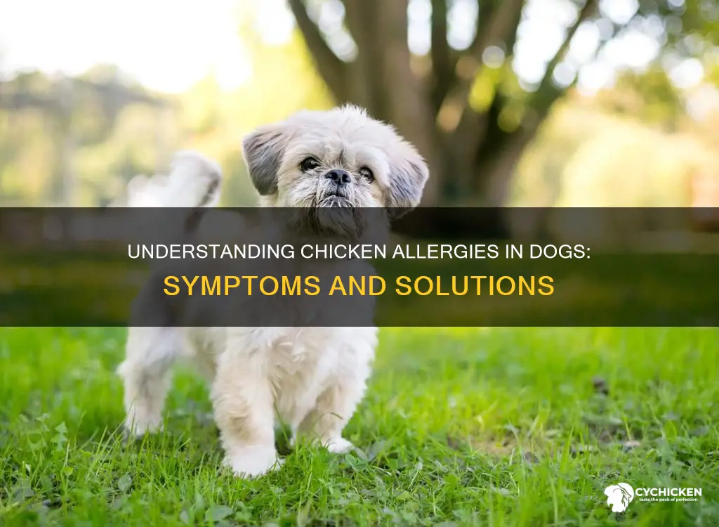what happens if a dog is allergic to chicken