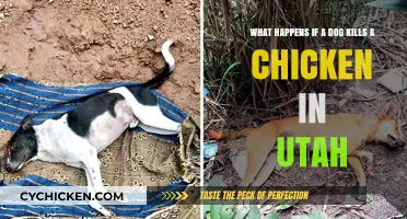 Utah Dog Owners: Chicken Killing Consequences