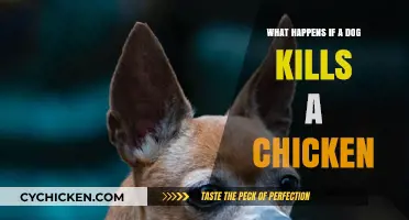 Dog Attacks Chicken: Consequences, Prevention, and Responsible Pet Ownership