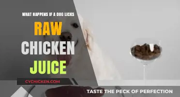 Raw Chicken Juice: A Dog's Dangerous Lick