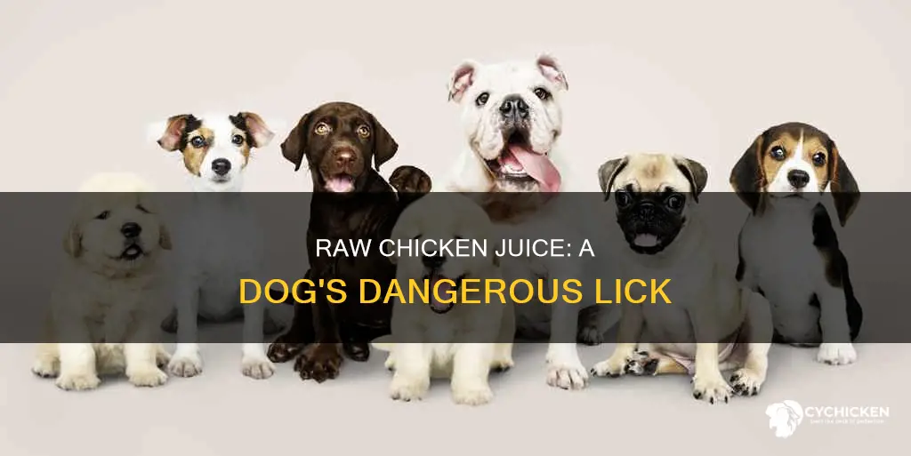 what happens if a dog licks raw chicken juice