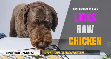 Dog Licks Raw Chicken: Risks, Symptoms, and Prevention Tips