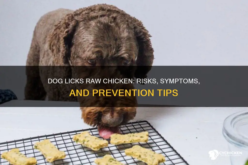 what happens if a dog licks raw chicken