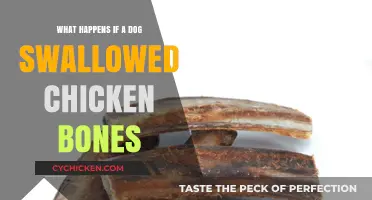 Dog Swallowed Chicken Bones: Risks, Symptoms, and Immediate Actions