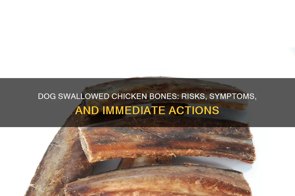 what happens if a dog swallowed chicken bones