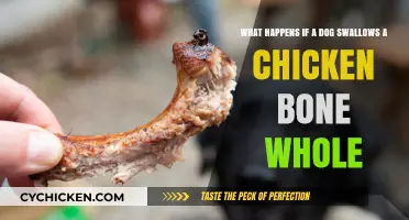 The Surprising Truth About Dogs and Chicken Bones