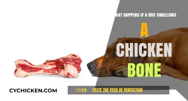 Dog Swallows Chicken Bone: What Are the Risks?