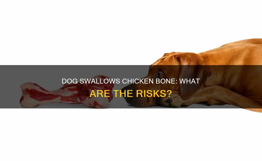 what happens if a dog swallows a chicken bone