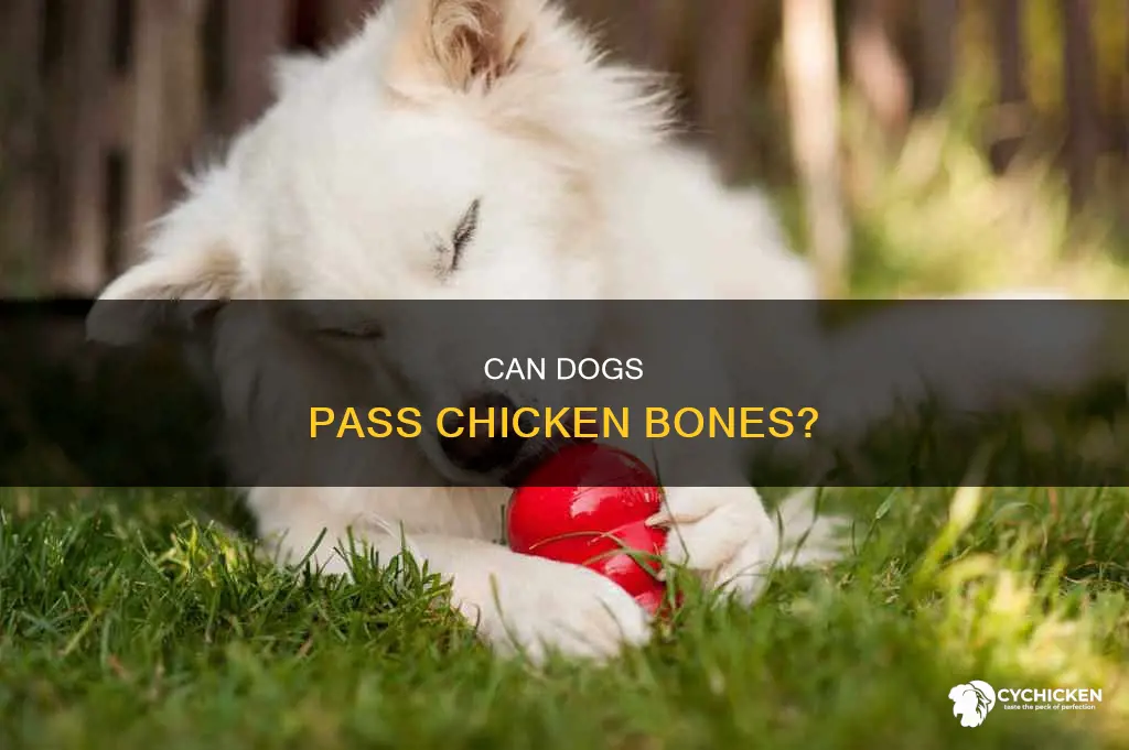 what happens if a dog swallows a small chicken bone