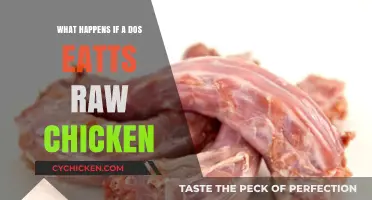 Can Dogs Eat Raw Chicken? Risks and Safety Tips Revealed