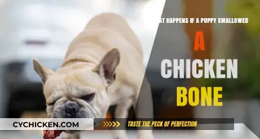 Puppy Swallows Chicken Bone: What to Do and Expect