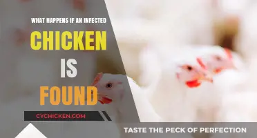 Infected Chicken Alert: Immediate Steps and Consequences Explained