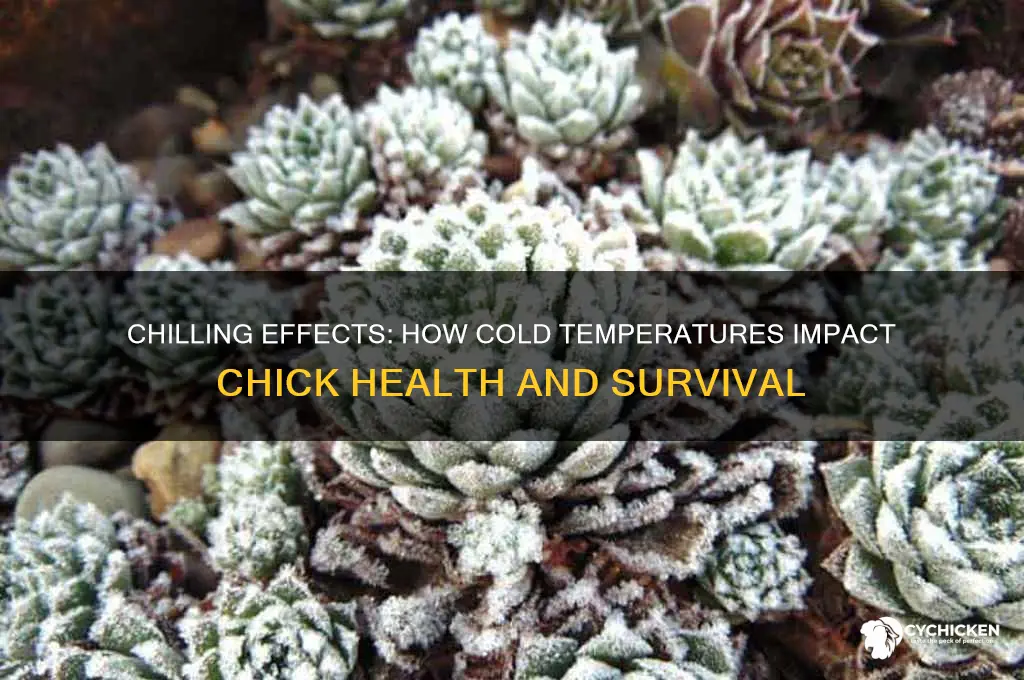 what happens if chicks are too cold