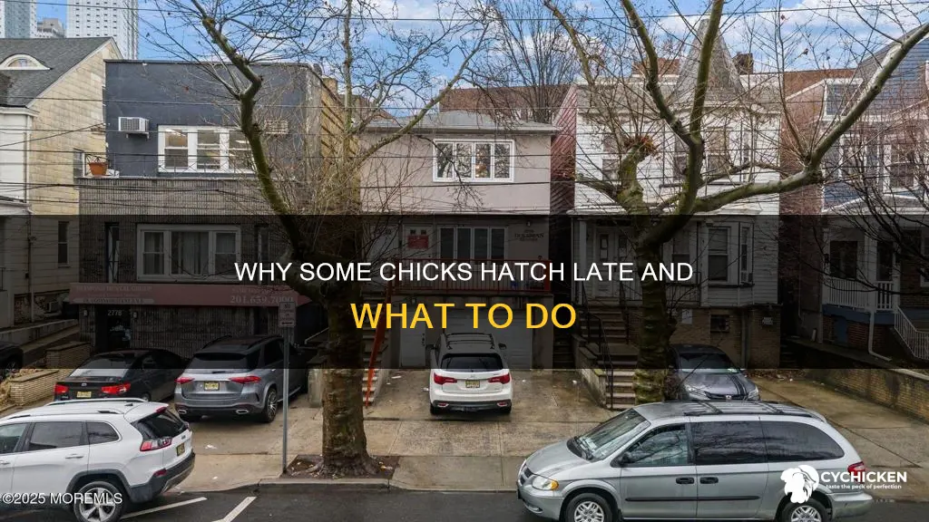 what happens if chicks don