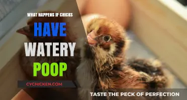 Watery Poop in Chicks: Causes, Concerns, and Effective Solutions